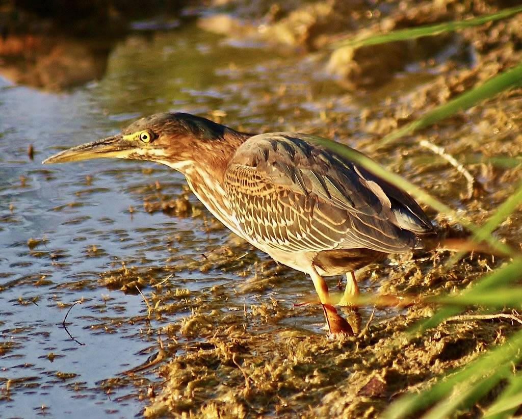 green heron by chumlee10 is licensed under CC BY-SA 2.0.